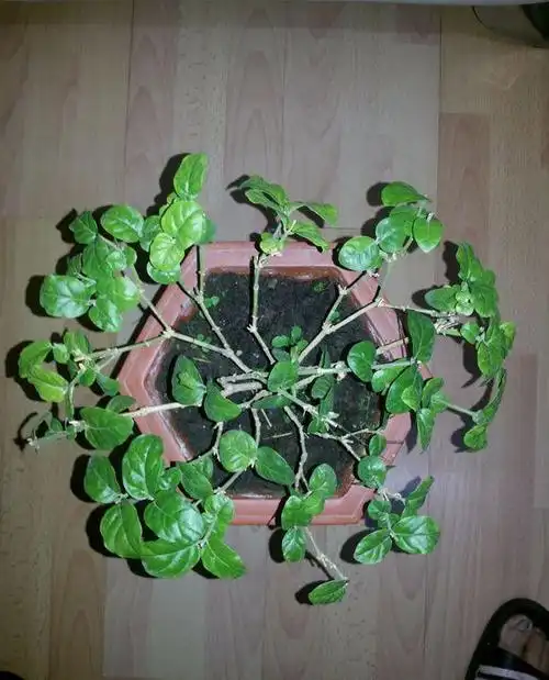 茉莉花拉枝后的上部结构布局