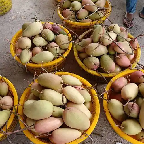 [玉芒批发] 海南红玉芒价格12元/斤 - 惠农网