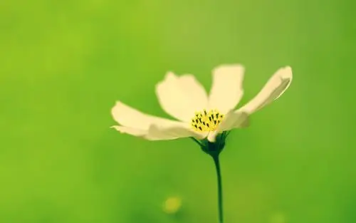 小清新植物花朵摄影壁纸(14)