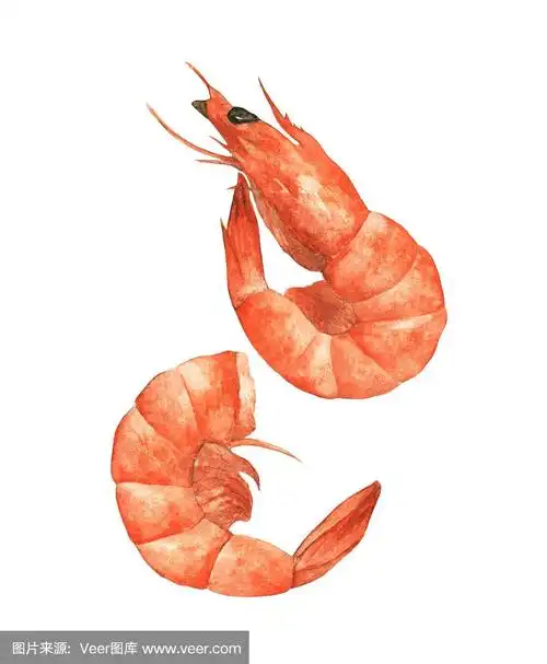 白色背景上孤立的两只虾,手绘水彩食物插图.