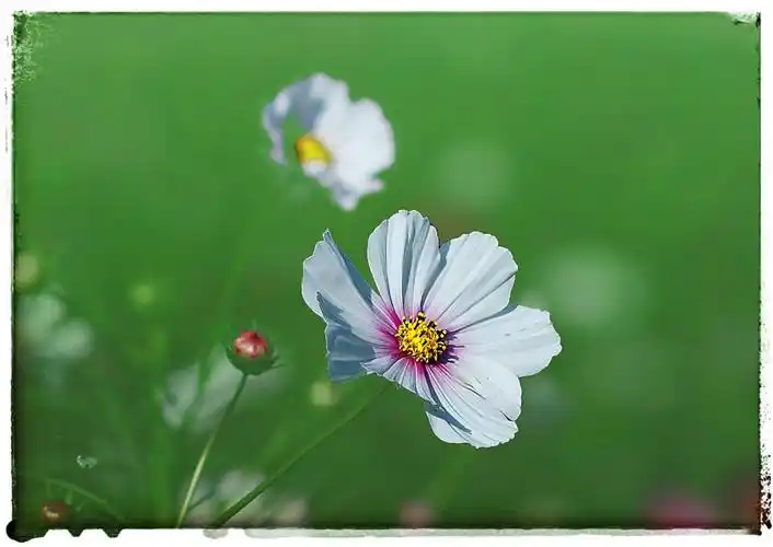 走在一片绿荫丛生的路旁,轻嗅一朵花儿的清香,感受着阵阵清爽,心情