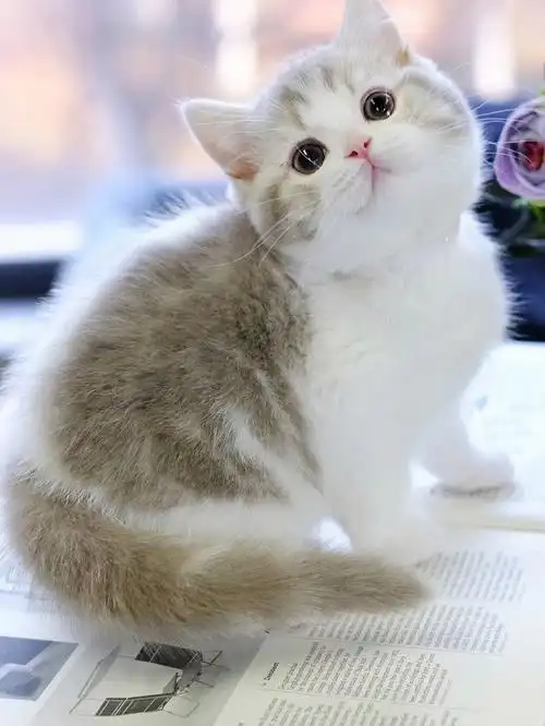 95出好漂亮滴奶咖加白英短妹妹