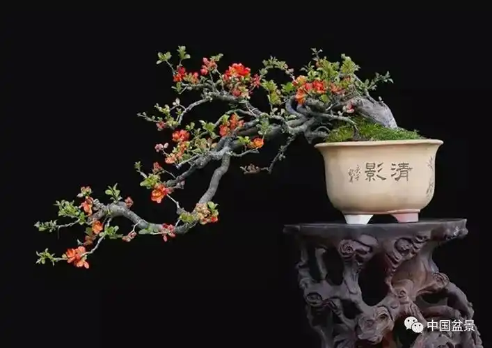 一诺无悔一一读徐昊新作春风度玉门海棠盆景