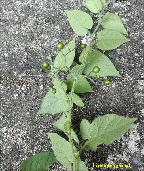 20180516白英solanumlyratumthunb