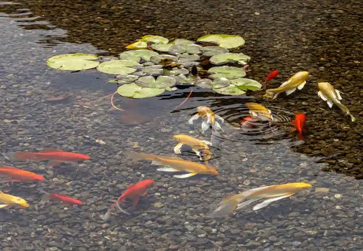 潭水很浅,清澈见底,只是由于拍摄角度所限,水面常有反光,尽管后期做