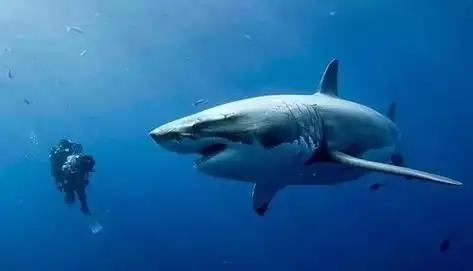 鲨鱼恐怖影片视频(鲨鱼恐怖影片视频在线观看) 第1张