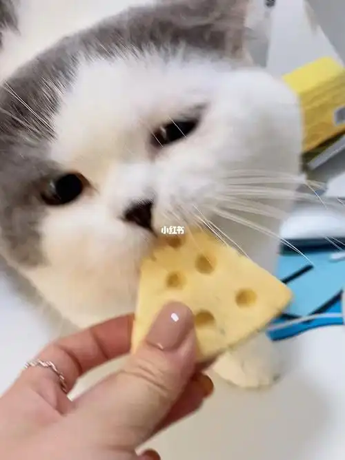 小猫咪吃奶酪06好香
