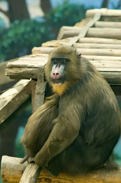 动物园很久没去了,挺好玩的