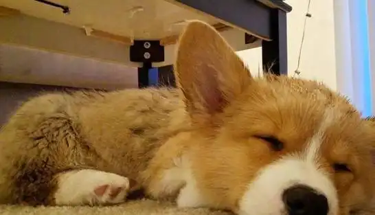睡觉用这些姿势的柯基多半是不信任你