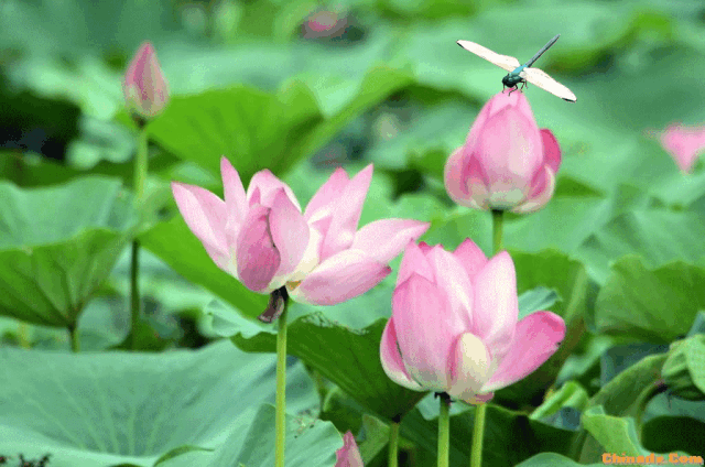 早有蜻蜓立上头小荷才露尖尖角