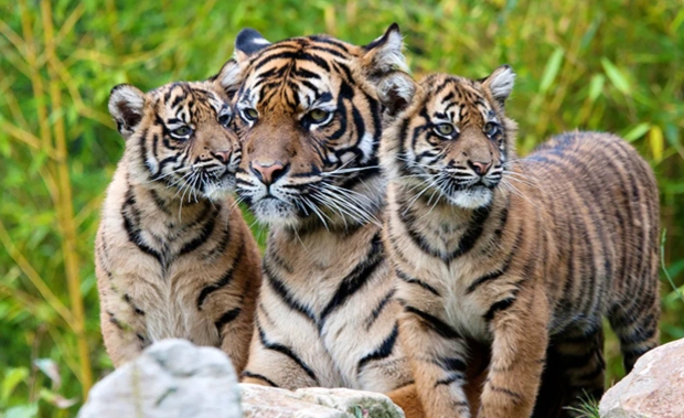 500多种动物原生态栖息,欧洲最大活珊瑚礁,超适合家庭出游!