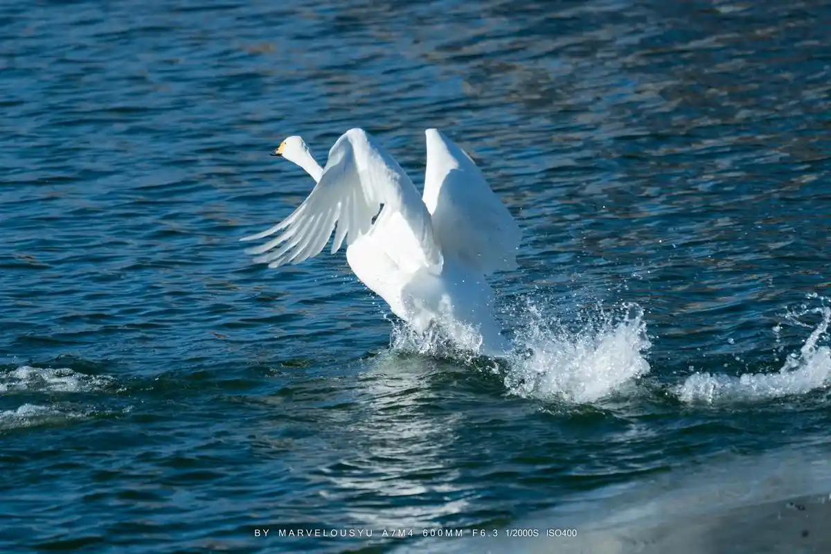 很幸运抓拍到了天鹅飞起来的画面!#野生鸟类摄影 #我的摄影日 - 抖音