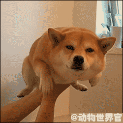 doge柴犬神烦狗逗比动漫gif动图_动态图_表情包下载_soogif