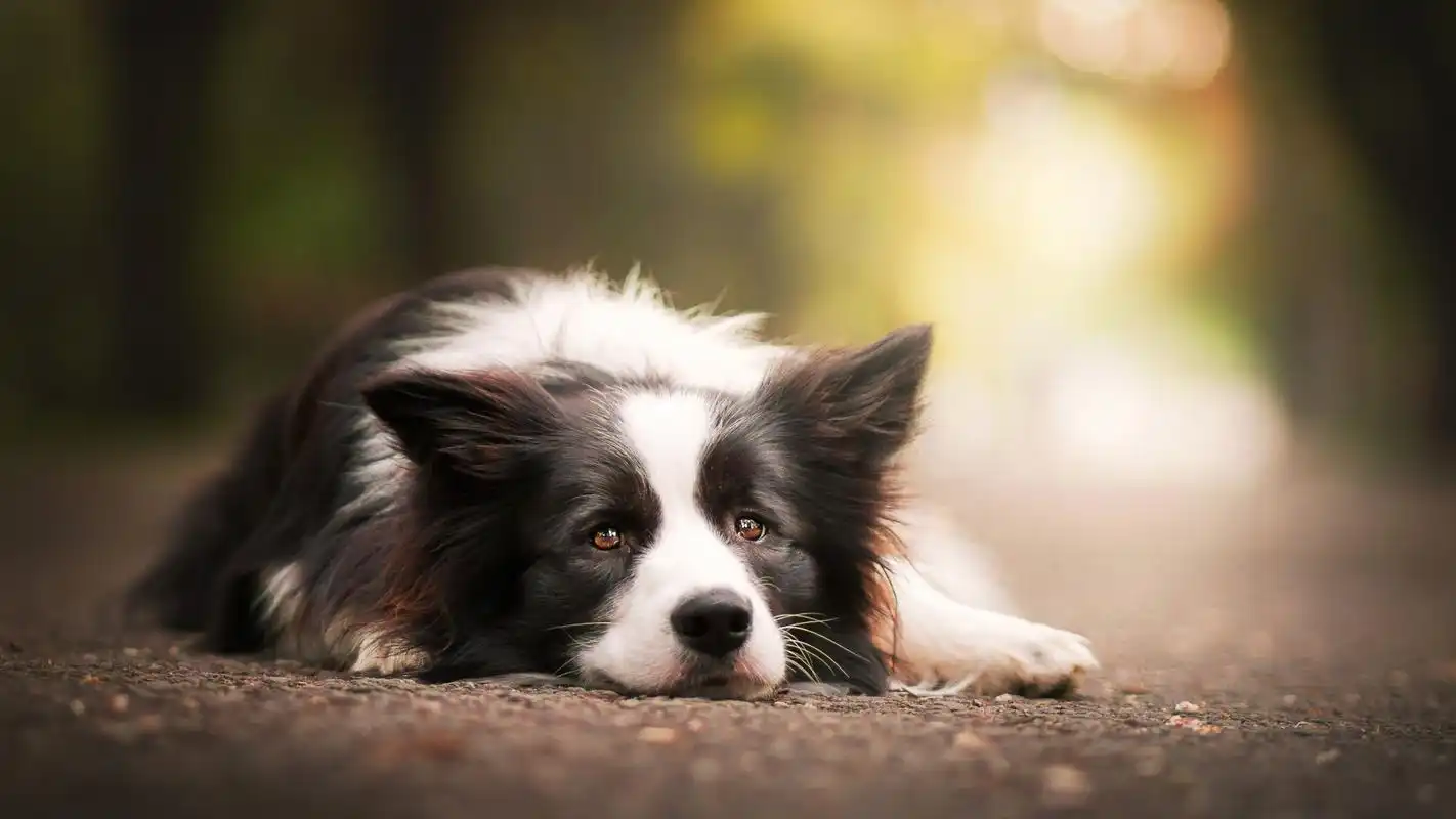 可爱的宠物狗高清宽屏壁纸