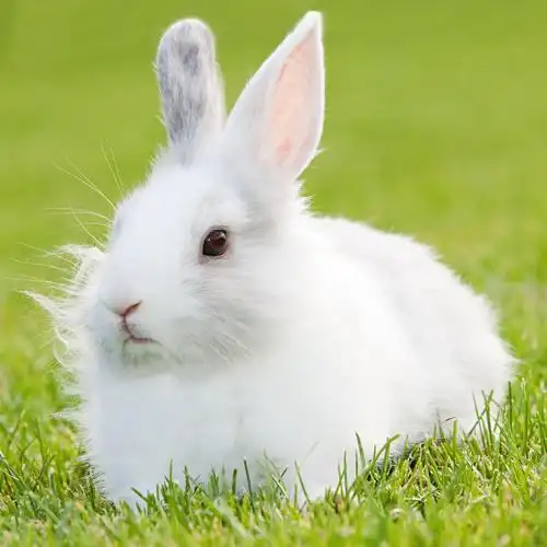 小白兔图片: 可爱的小白兔,洁白如玉的毛,炯炯有神的眼,长长的耳朵,人
