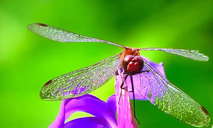 趣说蜻蜓 - 美篇