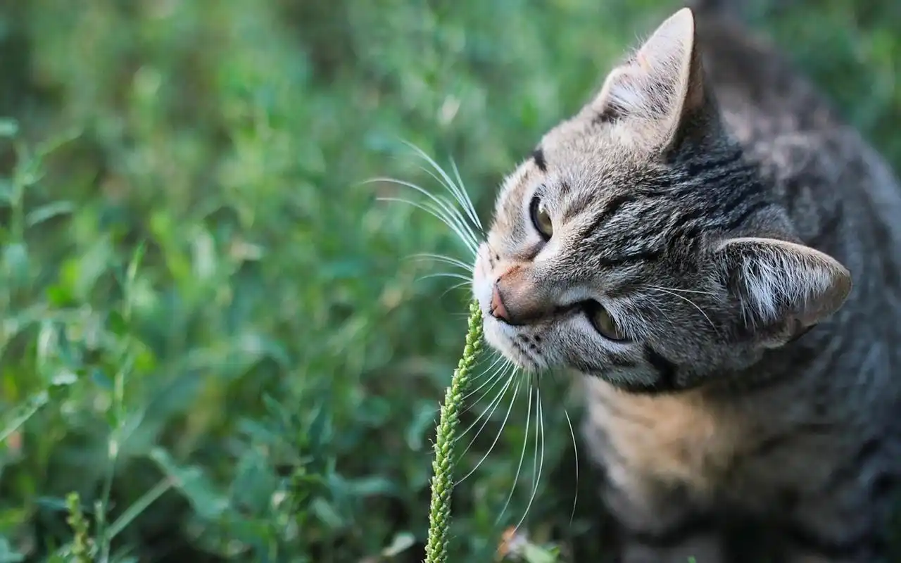 唯美可爱呆萌喵星人小清新绿色护眼桌面壁纸-动物壁纸-壁纸下载-美桌