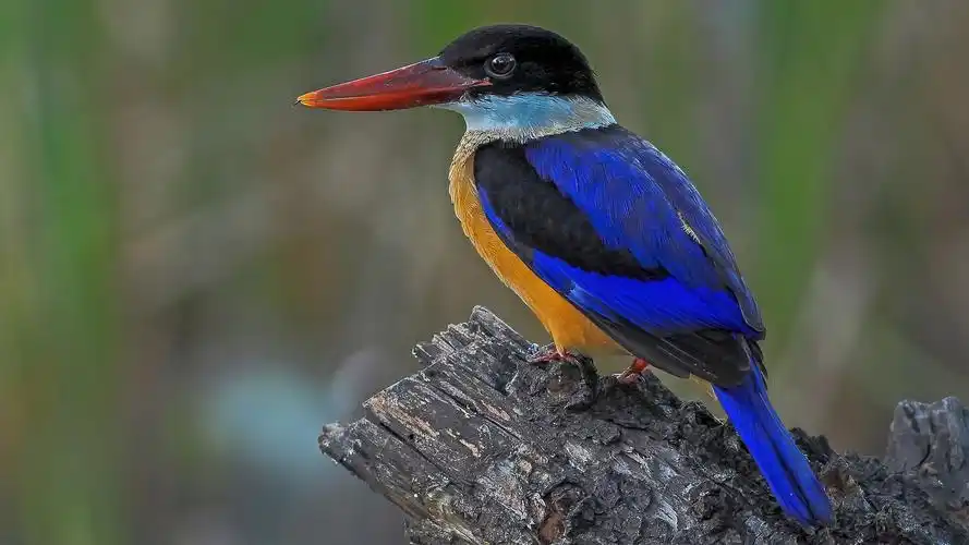 好看的蓝翡翠鸟图片