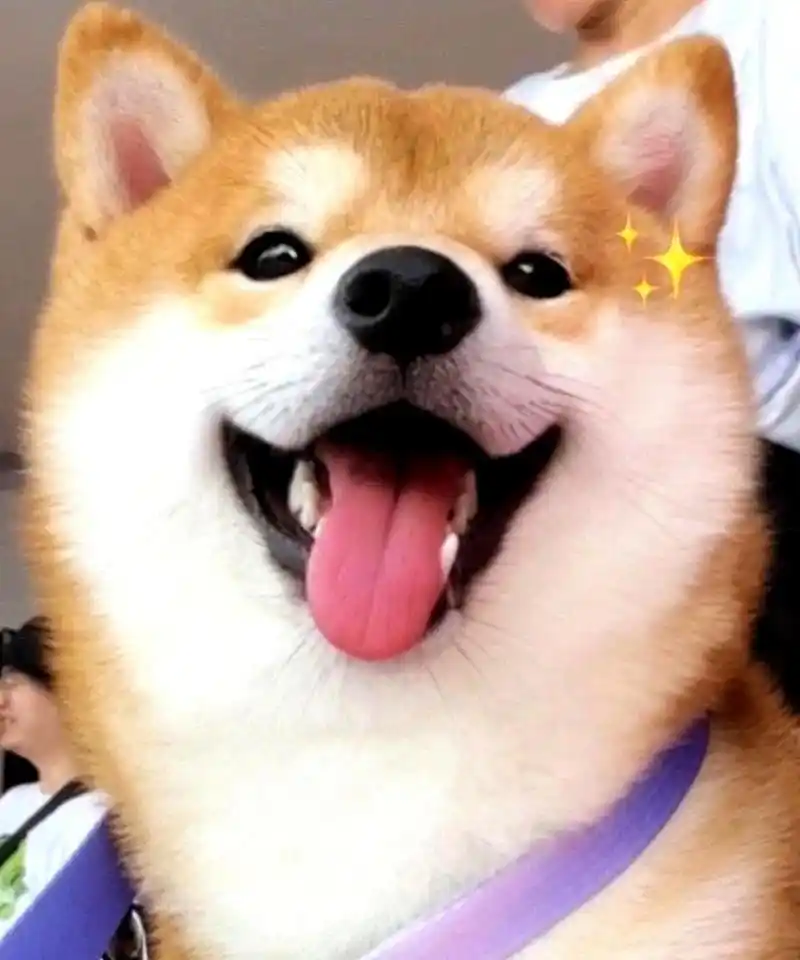 根据推算,你需要一种能够治愈力量的可爱小狗勾笑容.