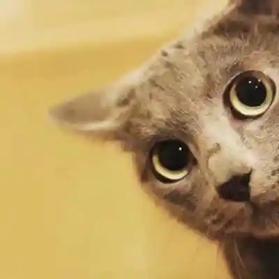 抖音热门小猫情头头像