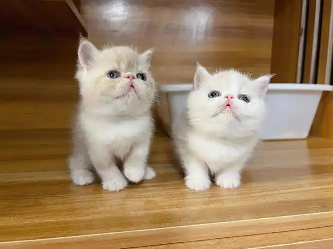 异国短毛猫加菲猫幼崽