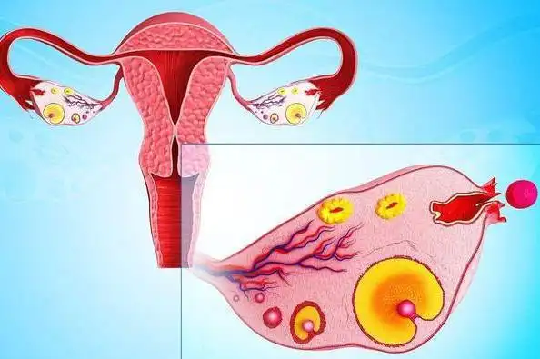 医生:"疼哭"不是最大危害,女性要了解|不孕|取卵|卵子|捐卵_网易订阅