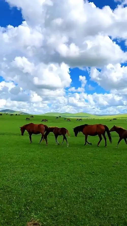 蓝天白云草原马