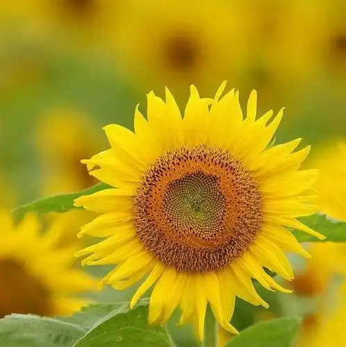 微信头像向日葵阳光 - 搜狗图片搜索