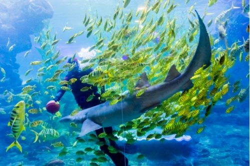 作为青岛这座滨海城市的海洋类主题公园,青岛海底世界本身就是一个