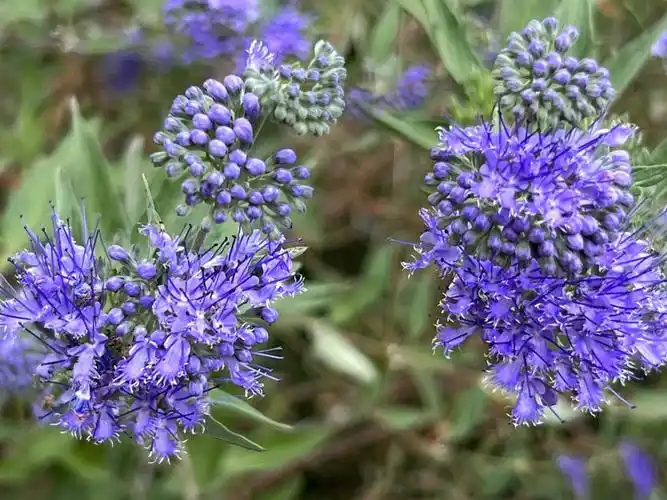 蓝花莸又叫兰香草花量大淡雅的蓝色清香