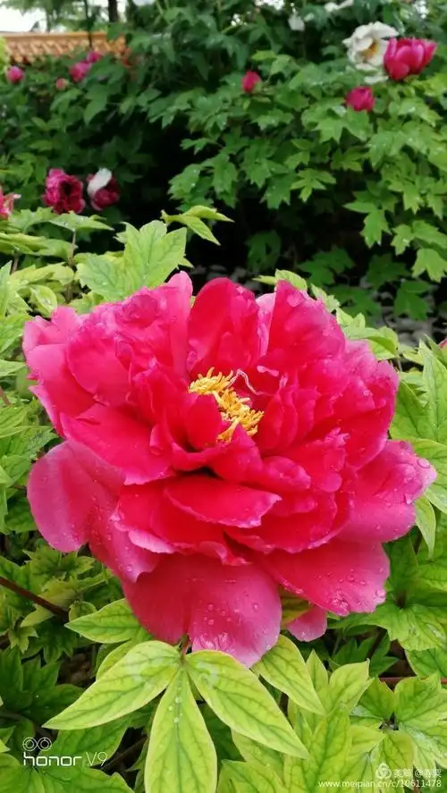 2018年4月13日洛阳牡丹园,最美人间四月天,国色天香花盛妍.