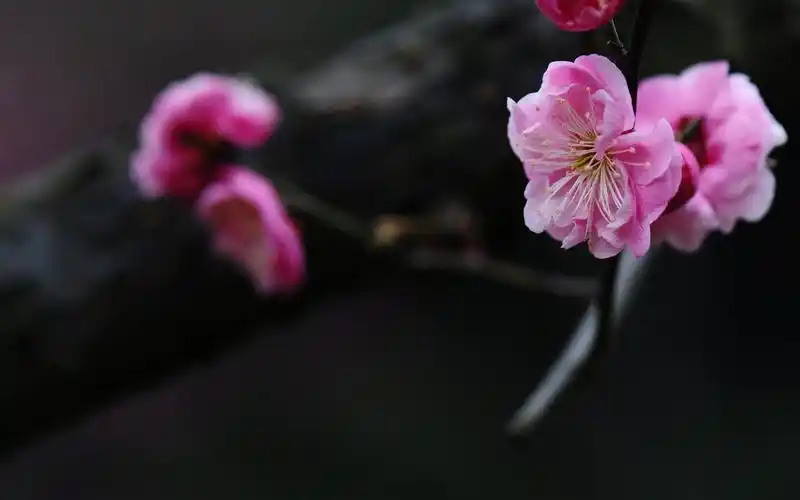 诗意梅花韵唯美高清桌面壁纸第一辑