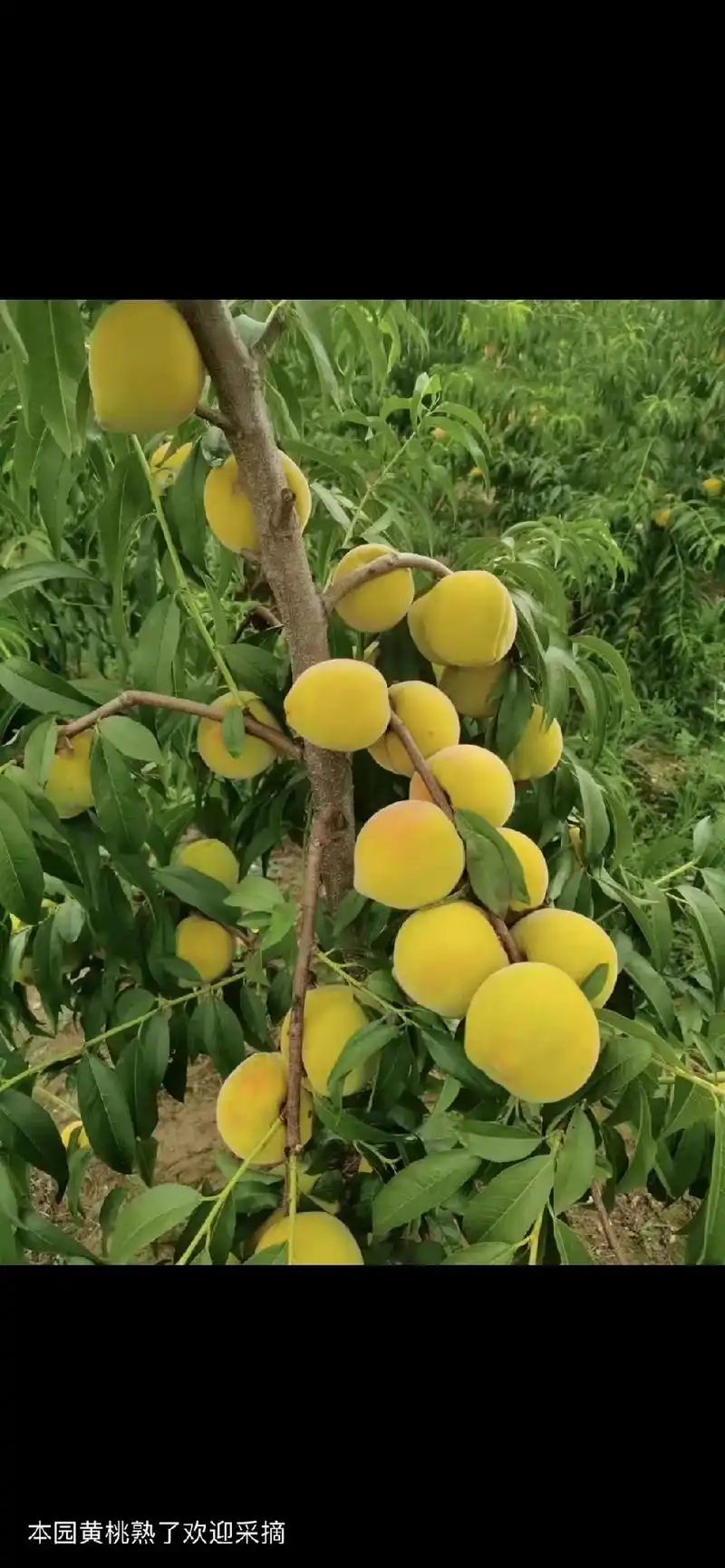 联系人潘经理18871929657地址六里坪孙家湾世外桃园累欢迎您来品尝赏