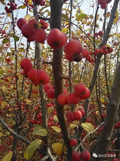 泊头这座森林公园的冬红果熟了 火红一片甚是喜人_海棠