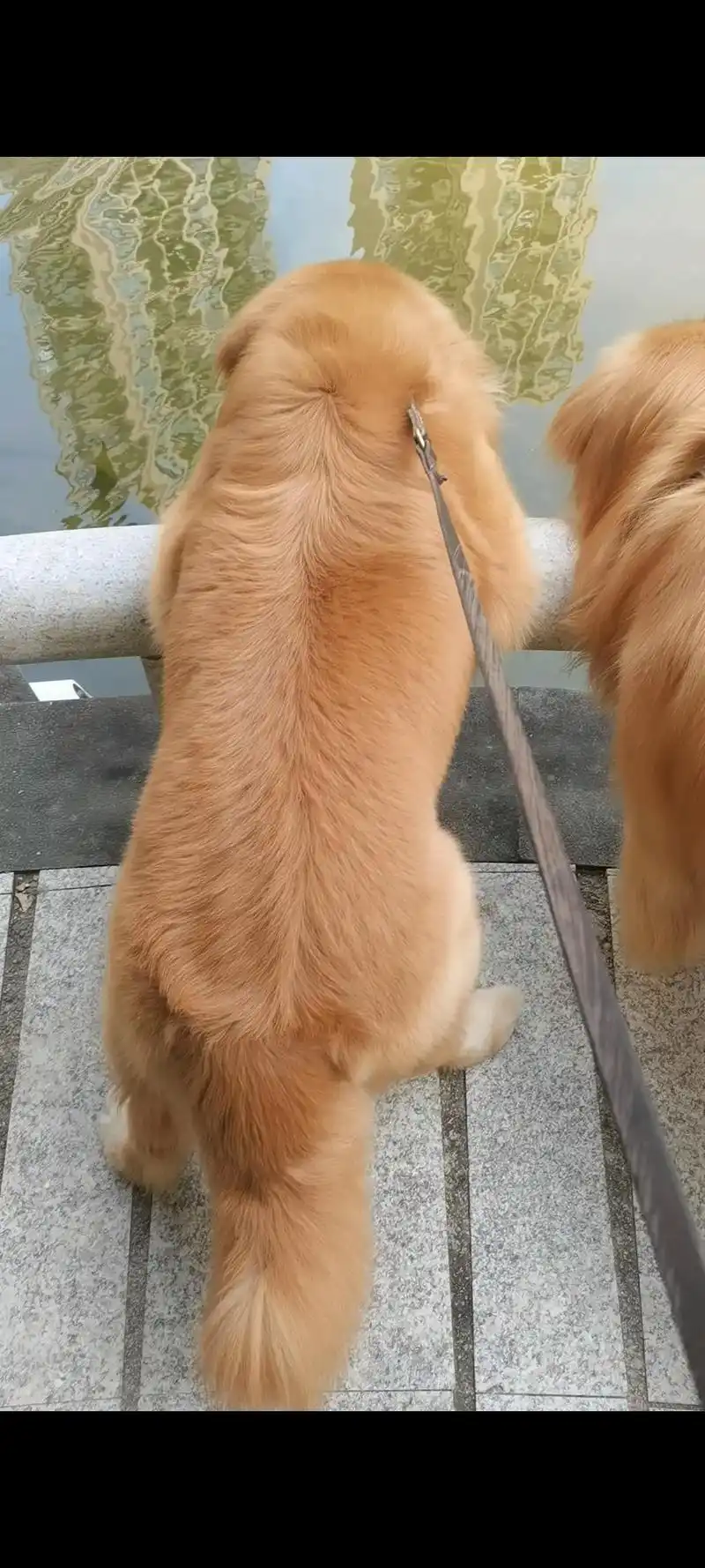 看到鱼就直接赖着不走了09#萌宠金毛 #萌宠日常记录 #家有 - 抖音