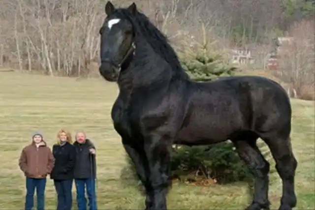 但现在,威武霸气的夏尔马已濒临灭绝了,这是为什么呢?