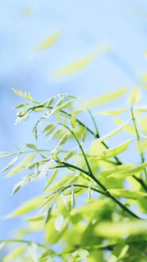 清新迷人绿叶风景图片,高清图片,手机壁纸