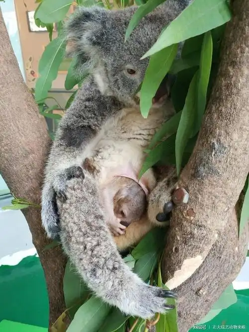 "后来发现它的育儿袋有蠕动,那我们就确定了小考拉还活着……然后我们