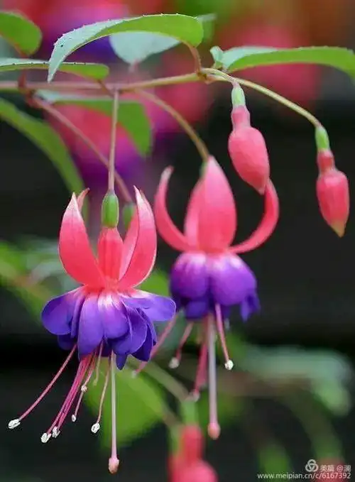 世界上最美的倒挂金钟花,简直美出天际了,看一眼就爱上她了.