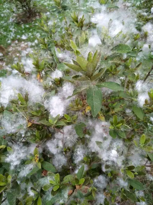 看雪(木棉絮)～听海