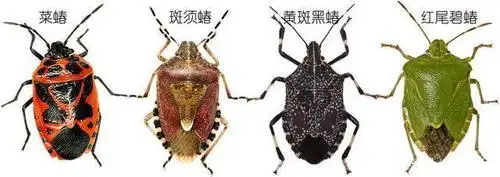 益蝽研究小记:同样是蝽,它却是吃蝽的蝽