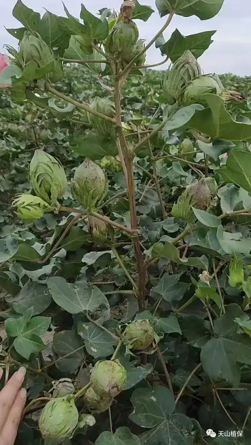 棉花高产群体质量都有哪些要求