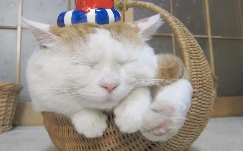 可爱的白色小猫喵星人搞笑卖萌图片桌面壁纸高清