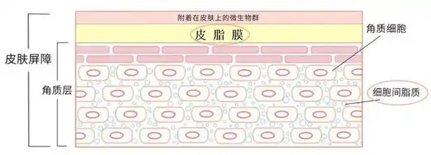 这层皮脂层也是我们皮肤屏障功能很重要的组成部分.