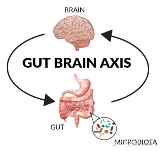 uk/2021/07/the-gut-brain-axis/越来越多的证据表明,急性中风可以