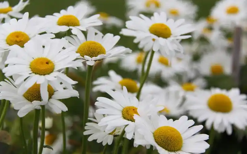 小清新雏菊花卉图片桌面壁纸
