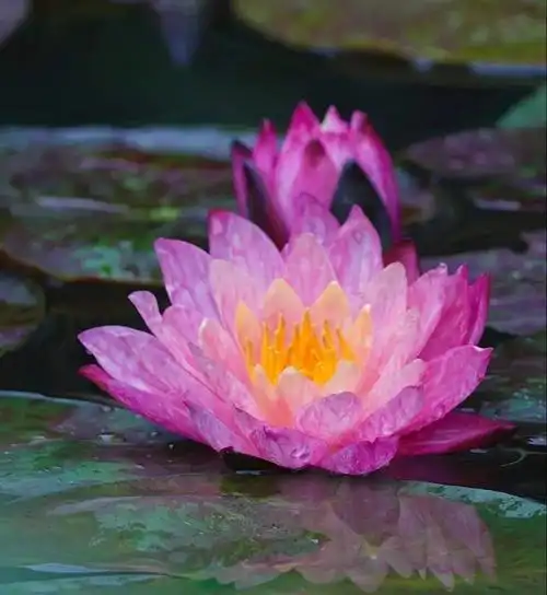 佛乐愿共相逢莲花国度