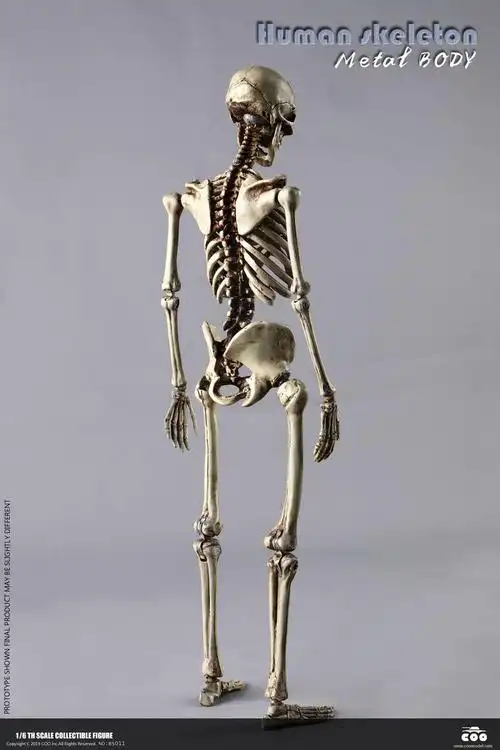 coomodel 1/6 人体骨骼系列 人骷髅