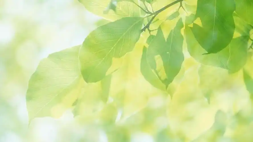 绿色护眼唯美自然高清桌面壁纸