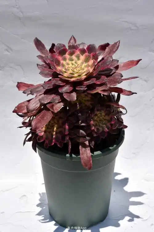 法师记录对比贴3.24-5.21